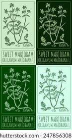 Set of vector drawing SWEET MARJORAM in various colors. Hand drawn illustration. The Latin name is ORIGANUM MAJORANA L.
