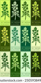 Set of vector drawing SWEET MARJORAM in various colors. Hand drawn illustration. Latin name is ORIGANUM MAJORANA L.
