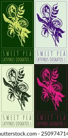 Conjunto de desenho vetorial DOCE PEA em chinês em várias cores. Ilustração desenhada à mão. O nome latino é LATHYRUS ODORATUS L.
