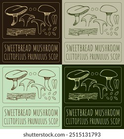 Set of vector drawing SWEETBREAD MUSHROOM in various colors. Hand drawn illustration. Latin name is CLITOPILUS PRUNULUS SCOP.
