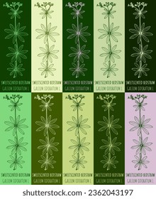 Set of vector drawing of SWEETSCENTED BEDSTRAW in various colors. Hand drawn illustration. Latin name GALIUM ODORATUM  L.
