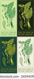 Conjunto de dibujo de Vector TANACETUM CORYMBOSUM en varios colores. Dibujado a mano ilustración. El nombre de Latina es PYRETHRUM CORYMBOSUM L .
