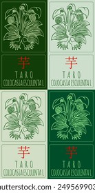 Conjunto de Vector dibujando TARO en chino en varios colores. Dibujado a mano ilustración. El nombre de Latina es COLOCASIA ESCULENTA L.
