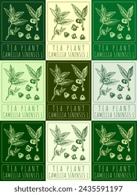 Conjunto de dibujo vectorial TEA PLANT en varios colores. Dibujado a mano ilustración. El nombre latino es CAMELLIA SINENSIS L.
