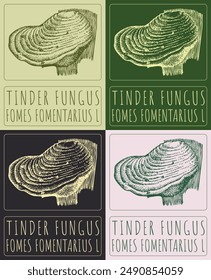 Conjunto de dibujo de Vector TINDER FUNGUS en varios colores. Dibujado a mano ilustración. El nombre de Latina es FOMES FOMENTARIUS L.
