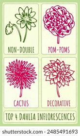  Set of vector drawing TOP 4 DAHLIA INFLORESCENCES in various colors. The Latin name is DAHLIA CAV
