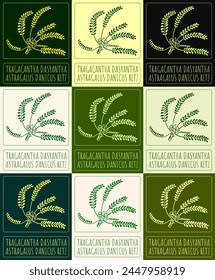 Set of vector drawing Tragacantha DASYANTHA in various colors. Hand drawn illustration. The Latin name is ASTRAGALUS DANICUS RETZ.
