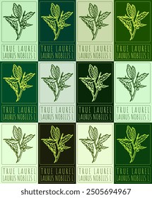 Set of vector drawing TRUE LAUREL in various colors. Hand drawn illustration. Latin name is LAURUS NOBILIS L.
