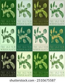 Set of vector drawing TRUE SAGO PALM in various colors. Hand drawn illustration. Latin name is METROXYLON SAGU ROTTB.
