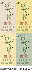 Set of vector drawing TURMERIC in Chinese in various colors. Hand drawn illustration. The Latin name is CURCUMA LONGA L.
