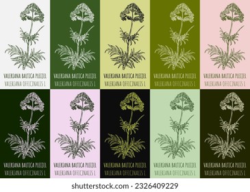 Set of vector drawing of VALERIANA BALTICA PLEIJEL in various colors. Hand drawn illustration. Latin name VALERIANA OFFICINALIS  L.
