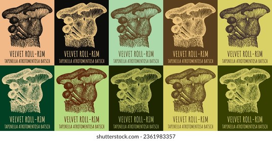 Set of vector drawing of VELVET ROLL-RIM  in various colors. Hand drawn illustration. Latin name TAPINELLA ATROTOMENTOSA BATSCH.

