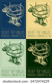 Conjunto de dibujo de Vector VELVET-TOP FUNGUS en varios colores. Dibujado a mano ilustración. El nombre de Latina es PHAEOLUS SCHWEINITZII FR.
