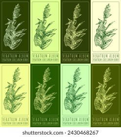 Set of vector drawing VERATRUM ALBUM in various colors. Hand drawn illustration. The Latin name is VERATRUM LOBELIANUM BERNH.
