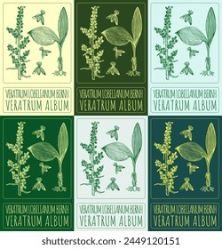 Set of vector drawing VERATRUM ALBUM in various colors. Hand drawn illustration. The Latin name is VERATRUM LOBELIANUM BERNH.
