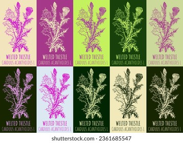 Set of vector drawing of WELTED THISTLE in various colors. Hand drawn illustration. Latin name CARDUUS ACANTHOIDES  L.
