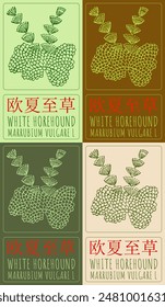 Set of vector drawing WHITE HOREHOUND in Chinese in various colors. Hand drawn illustration. The Latin name is MARRUBIUM VULGARE L.
