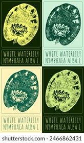 Set of vector drawing WHITE WATERLILY in various colors. Hand drawn illustration. The Latin name is NYMPHAEA ALBA L.
