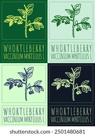 Set of vector drawing WHORTLEBERRY in various colors. Hand drawn illustration. Latin name is VACCINIUM MYRTILLUS L.
