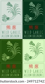 Set of vector drawing WILD GARLIC in Chinese in various colors. Hand drawn illustration. Latin name is ALLIUM URSINUM L.
