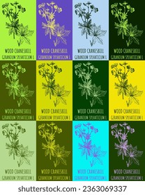 Set of vector drawing of WOOD CRANESBILL  in various colors. Hand drawn illustration. Latin name GERANIUM SYLVATICUM  L.
