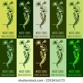 Conjunto de dibujo vectorial WOOD SORREL en varios colores. Ilustración dibujada a mano. El nombre latino es OXALIS ACETOSELLA L.
