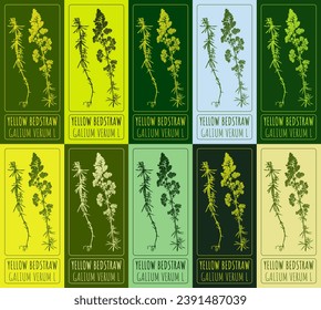 Set of vector drawing of YELLOW BEDSTRAW in various colors. Hand drawn illustration. Latin name GALIUM VERUM L.
