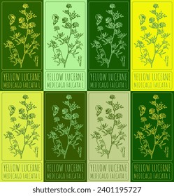 Set vector drawing of YELLOW LUCERNE in various colors. Hand drawn illustration. Latin name MEDICAGO FALCATA  L.
