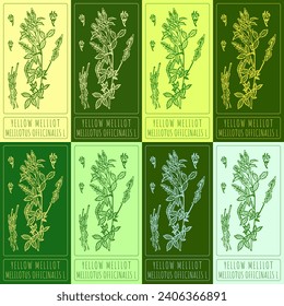 Set vector drawing of YELLOW MELILOT in various colors. Hand drawn illustration. Latin name MELILOTUS OFFICINALIS L.
