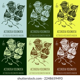 Set of vector drawings Actinidia in different colors. Hand drawn illustration. Latin name Actinidia kolomikta.
