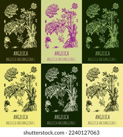 Set von Vektorgrafiken Angelica archangelica in verschiedenen Farben. Handgezeichnete Illustration. Lateinischer Name ANGELICA OFFICINALIS MOENZ
