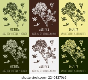 Set von Vektorgrafiken Angelica archangelica in verschiedenen Farben. Handgezeichnete Illustration. Lateinischer Name ANGELICA OFFICINALIS MOENZ
