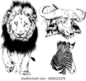 set of vector drawings animals of Africa, drawn by hand with a liner, for logos and tattoos