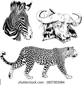 set of vector drawings animals of Africa, drawn by hand with a liner, for logos and tattoos