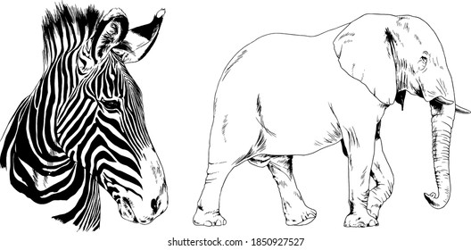 set of vector drawings animals of Africa, drawn by hand with a liner, for logos and tattoos