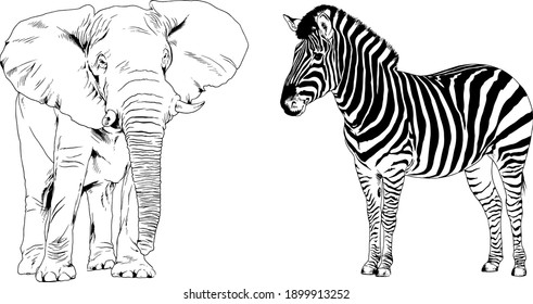 set of vector drawings animals of Africa, drawn by hand with a liner, for logos and tattoos