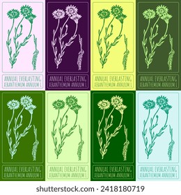 Set of vector drawings of ANNUAL EVERLASTING  in different colors. Hand drawn illustration. Latin name XERANTHEMUM ANNUUM L.
