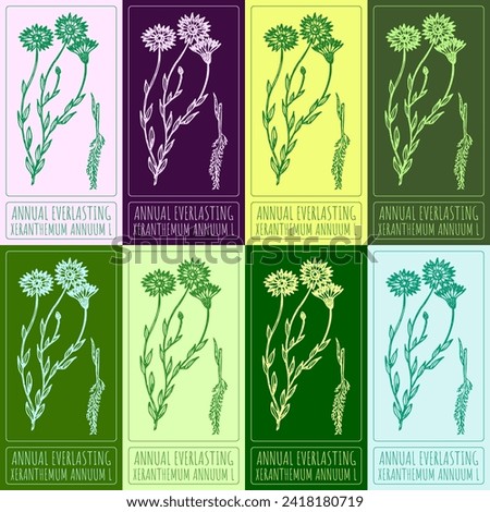 Set of vector drawings of ANNUAL EVERLASTING  in different colors. Hand drawn illustration. Latin name XERANTHEMUM ANNUUM L.
 Stock photo © 