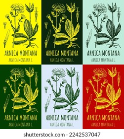 Set of vector drawings Arnica in different colors. Hand drawn illustration. Latin name Arnica montana L.
