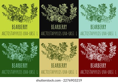 Set of vector drawings BEARBERRY in different colors. Hand drawn illustration. Latin name ARCTOSTAPHYLOS UVA-URSI L.
