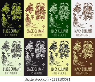 Set of vector drawings of Black currant in different colors. Hand drawn illustration. Latin name RIBES NIGRUM L.
