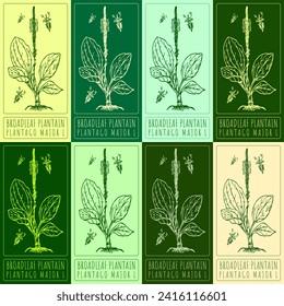 Set of vector drawings of BROADLEAF PLANTAIN in different colors. Hand drawn illustration. Latin name PLANTAGO MAJOR L.
