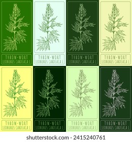 Set of vector drawings of BROAD-THROW-WORT in different colors. Hand drawn illustration. Latin name LEONURUS CARDIACA L.
