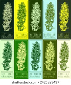 Set of vector drawings of BUTTERBUR in different colors. Hand drawn illustration. Latin name PETASITES HYBRIDUS L.
