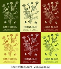 Set of vector drawings of calendula COMMON MARIGOLD in different colors. Hand drawn illustration. Latin name Calendula officinalis L.
