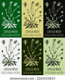 Set of vector drawings CAPSELLA BURSA-PASTORIS in different colors. Hand drawn illustration. Latin name Capsella MEDIK.
