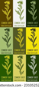 Set of vector drawings of COMMON TANSY in different colors. Hand drawn illustration. Latin name TANACETUM VULGARE L.
