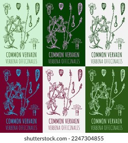 Satz von Vektorgrafiken GEMEINSAM VERVAIN in verschiedenen Farben. Handgezeichnete Illustration. Lateinischer Name VERBENA OFFICINALIS.
