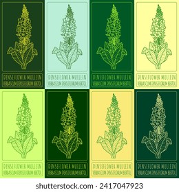 Set of vector drawings of DENSEFLOWER MULLEIN in different colors. Hand drawn illustration. Latin name VERBASCUM DENSIFLORUM BERTOL.
