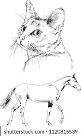Set of vector drawings of different animals cat and horse, hand-drawn sketches, objects with no background